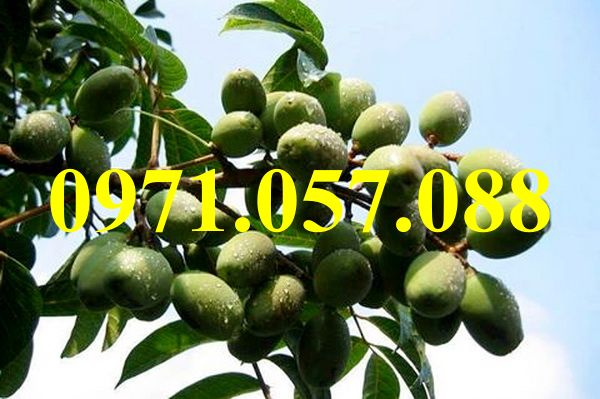 Cây giống trám trắng